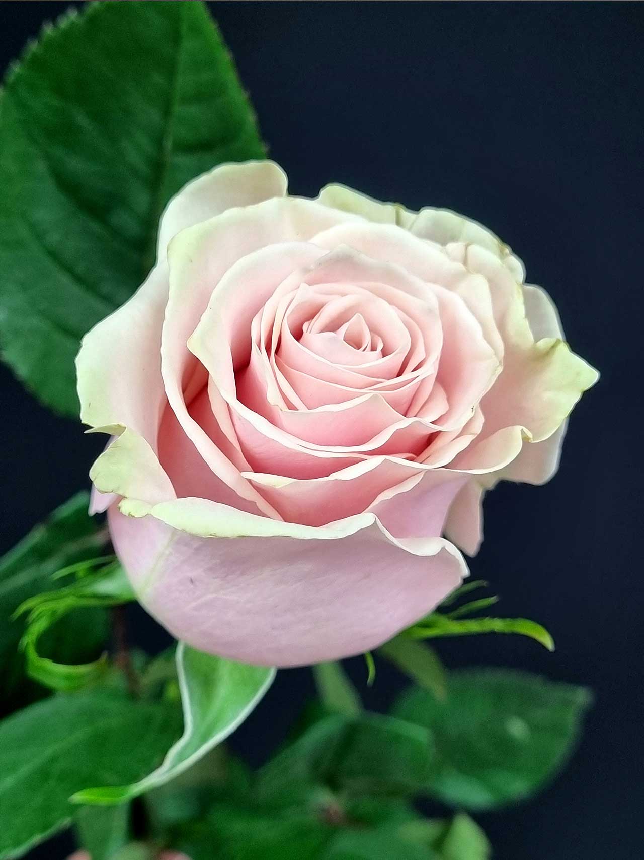 Цветы штучно: Роза (Эквадор) Pink Mondial