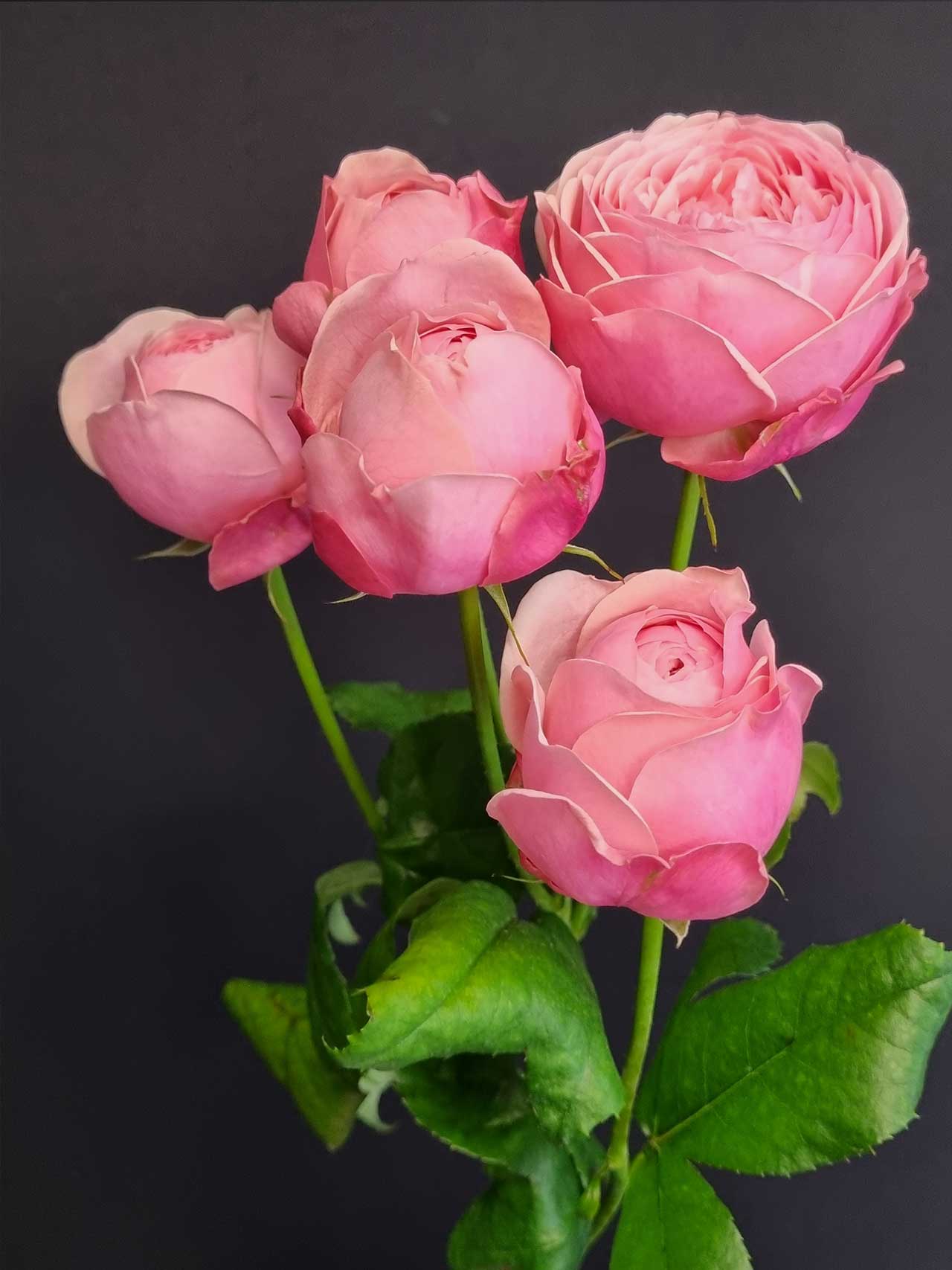 Цветы штучно: Роза кустовая Silva Pink