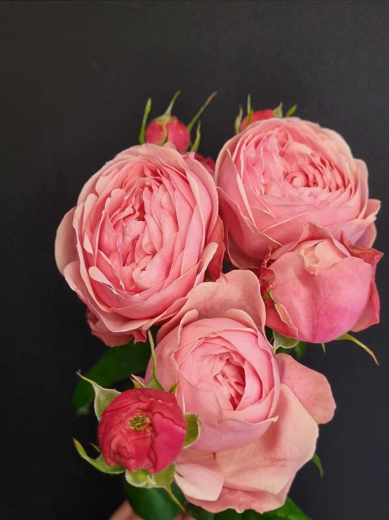Цветы штучно: Роза кустовая Silva Pink
