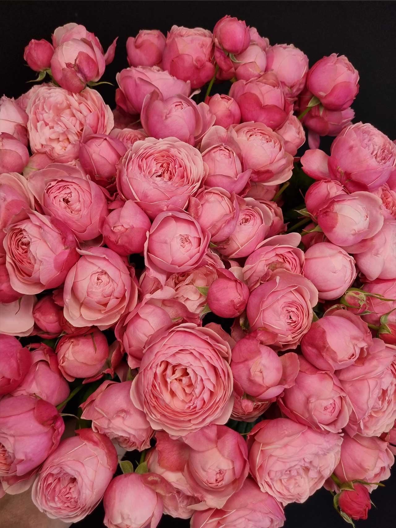 Цветы штучно: Роза кустовая Silva Pink