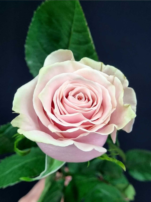 Цветы штучно: Роза (Эквадор) Pink Mondial