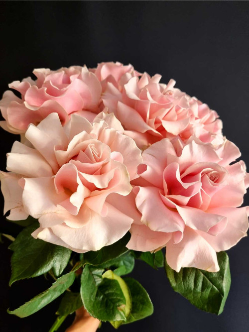 Цветы штучно: Роза (Эквадор) Pink Mondial-2