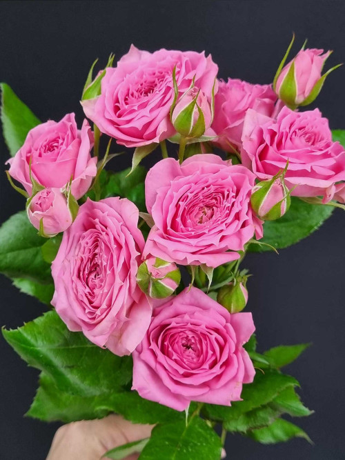 Видео: Цветы штучно: Роза кустовая Pink Demension