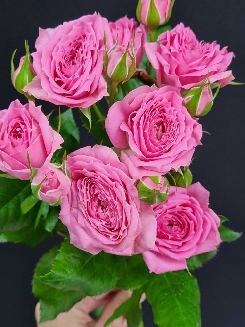 Цветы штучно: Роза кустовая Pink Demension