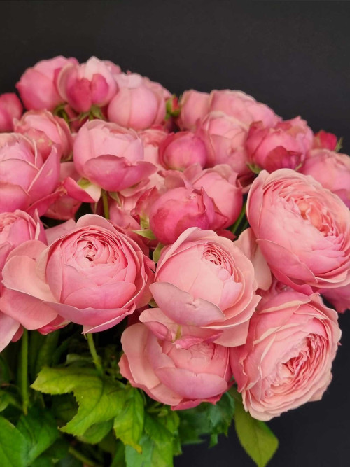 Цветы штучно: Роза кустовая Silva Pink